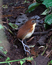 Yellow-breasted Antpitta