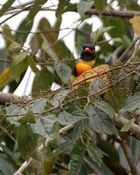 Orange-breasted Fruiteater