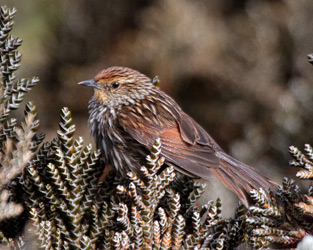 Many-striped Canastero