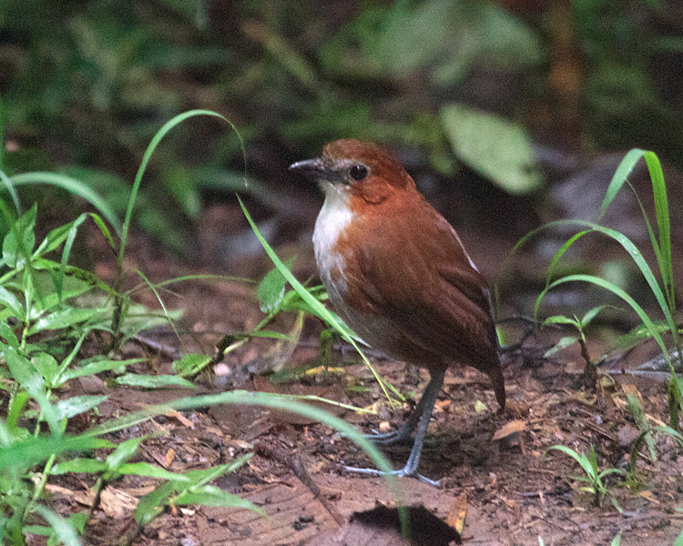 [White-bellied Antpitta]