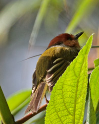 Rufous-crowned Tody-Flycatcher