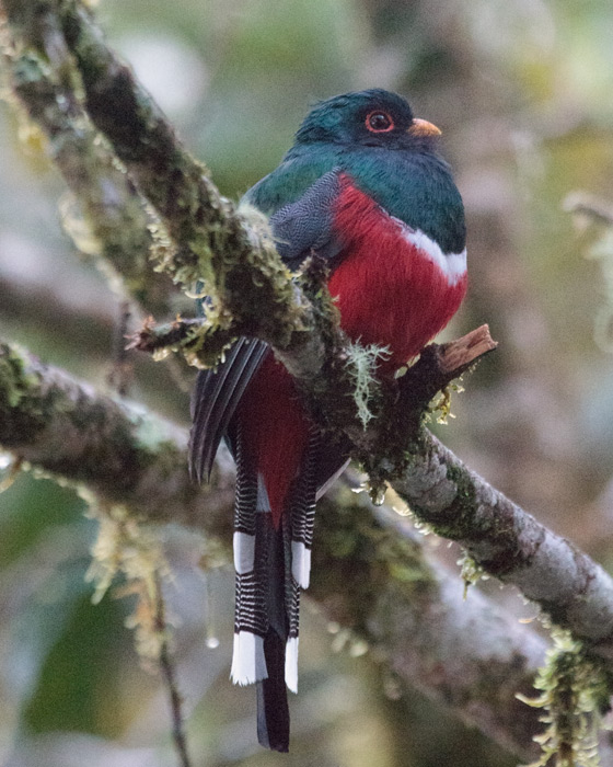 [Masked Trogon]