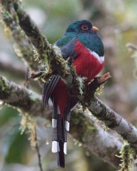 Masked Trogon