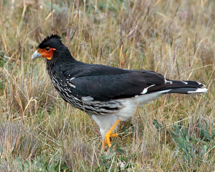 [Carunculated Caracara]