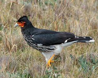 Carunculated Caracara