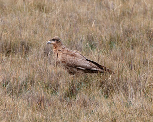 Immature Carunculated Caracara