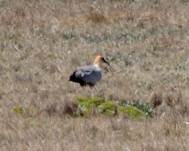 [Black-faced Ibis]