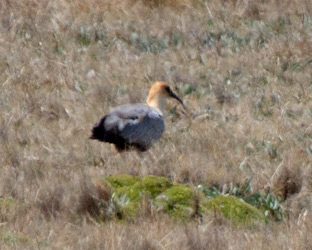 Black-faced Ibis