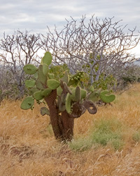 Opuntia Cactus