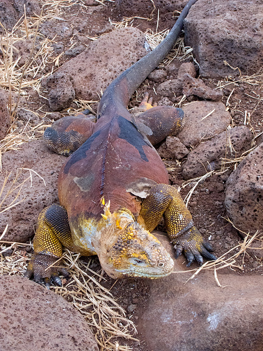 [Galapagos Land Iguana]