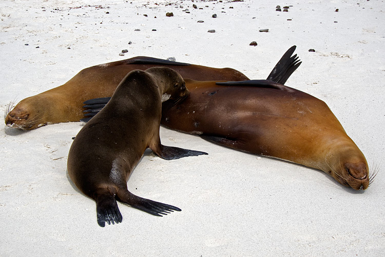 [Galapagos Sea Lions]