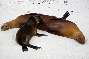 Galapagos Sea Lions