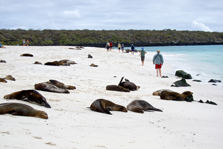 [Galapagos Sea Lions]