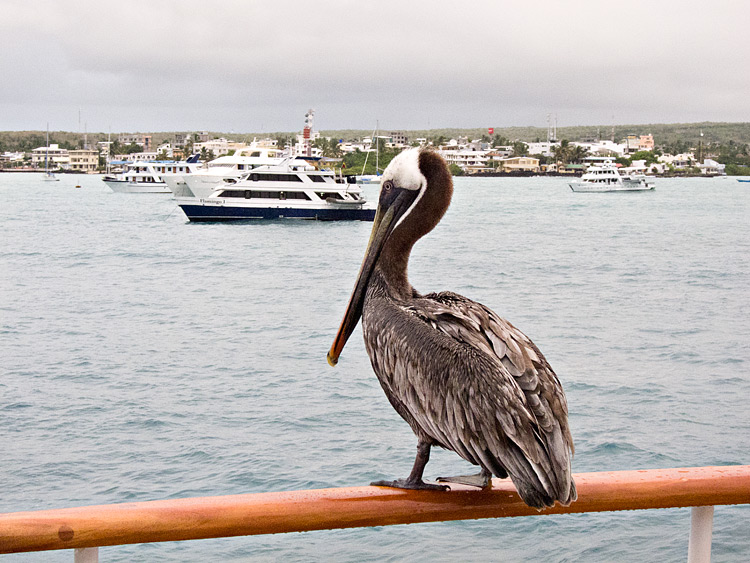 [Brown Pelican]