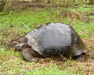 Galapagos Giant Tortoise