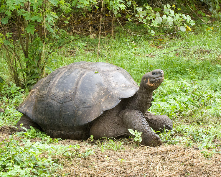 [Galapagos Giant Tortoise]