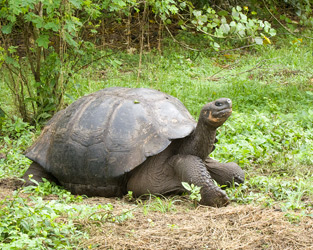 Galapagos Giant Tortoise