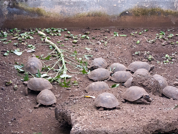 [Young Tortoises]