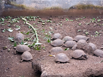 Young Tortoises