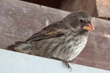 Medium Ground-Finch