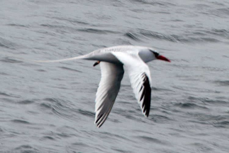 [Red-billed Tropicbird]