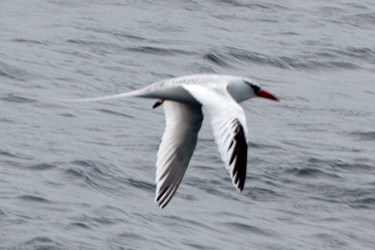 Red-billed Tropicbird