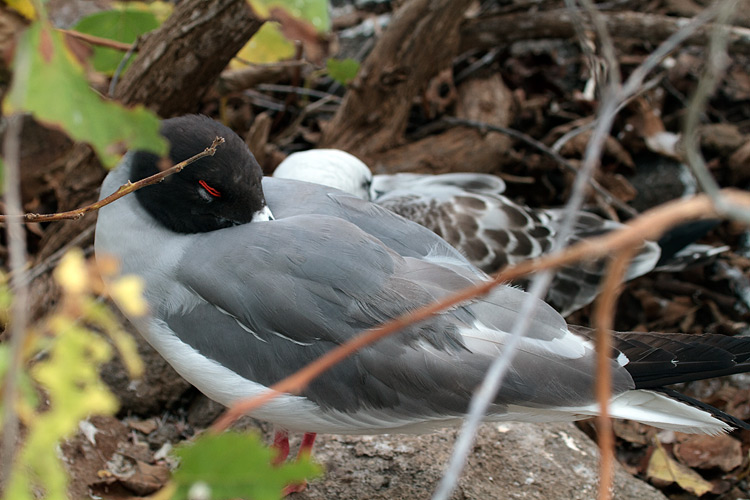 [Swallow-tailed Gulls]