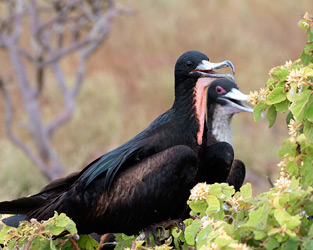 Great Frigatebirds