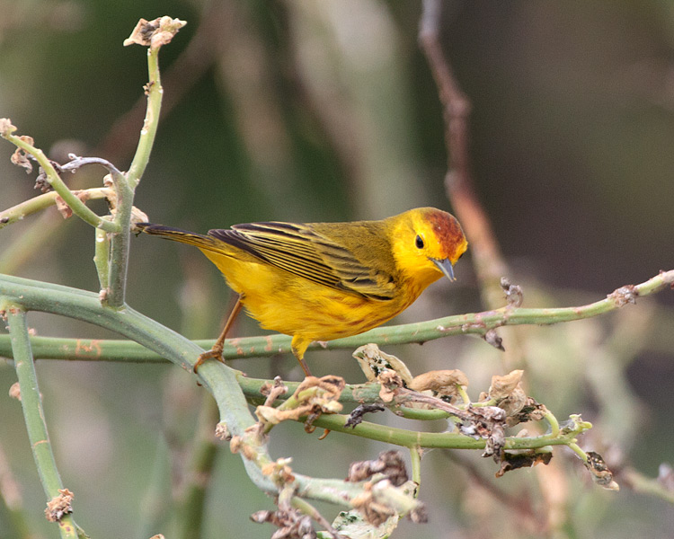 [Yellow Warbler]