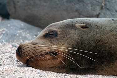 Galapagos Sea Lion