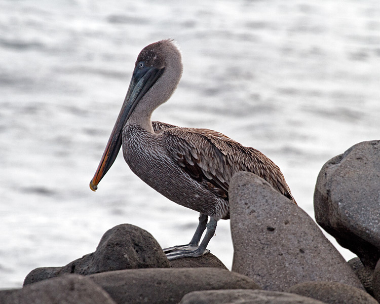 [Brown Pelican]