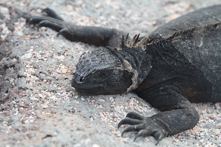 [Marine Iguana]