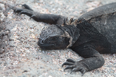 Marine Iguana