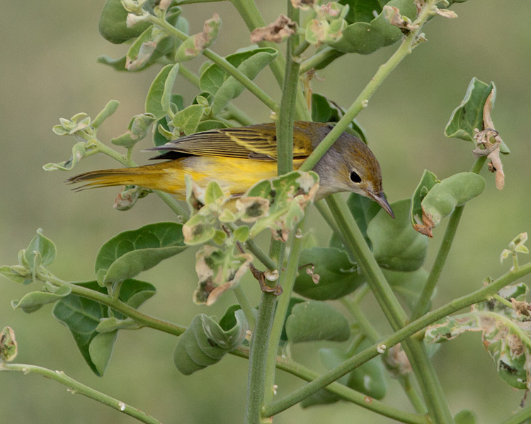 [Yellow Warbler]