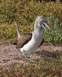 Blue-footed Booby