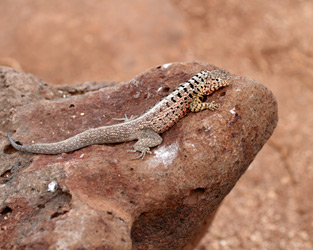 Galapagos Lava Lizard