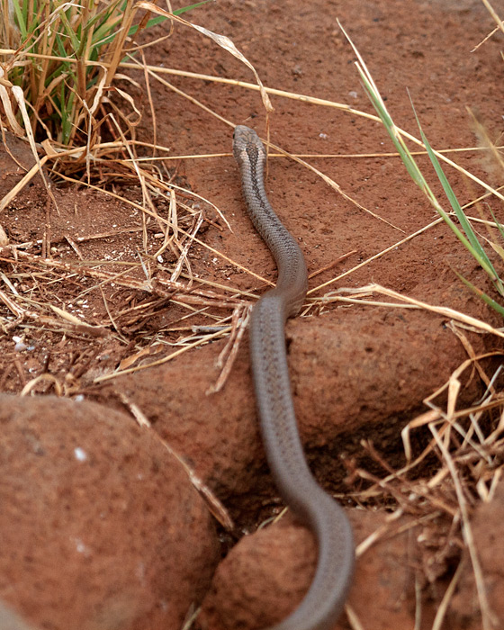 [Striped Galapagos Snake]