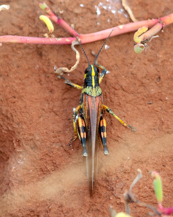 [Large Painted Locust]