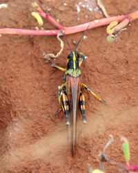 Large Painted Locust