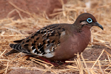 Galapagos Dove