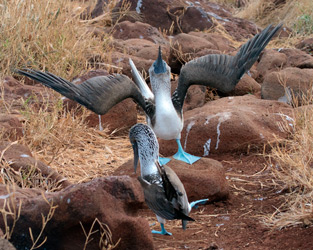 Blue-footed Boobies