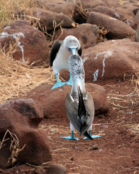 Blue-footed Boobies