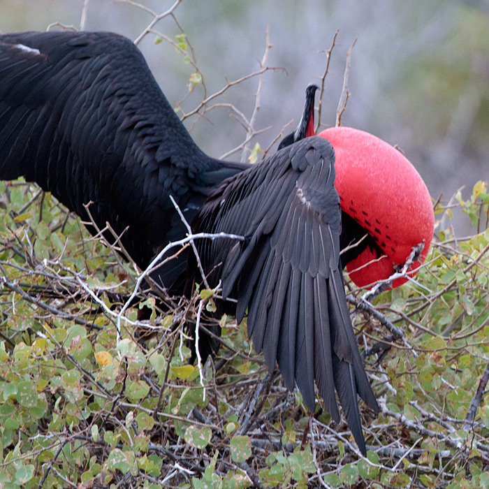 [Magnificent Frigatebird]