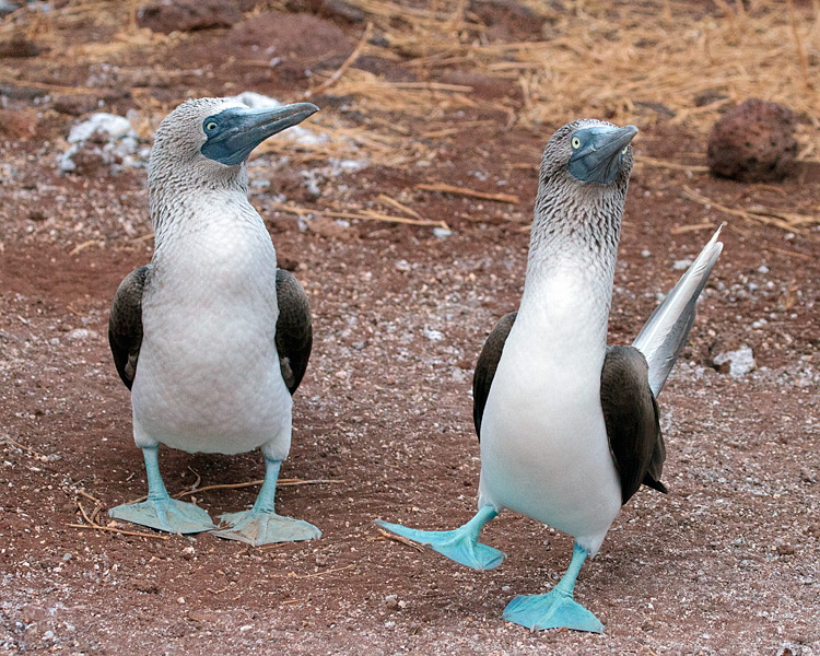 [Blue-footed Boobies]