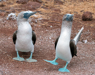 Blue-footed Boobies