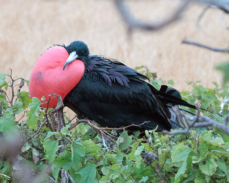 [Magnificent Frigatebird]