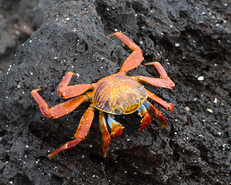 [Sally Lightfoot Crab]