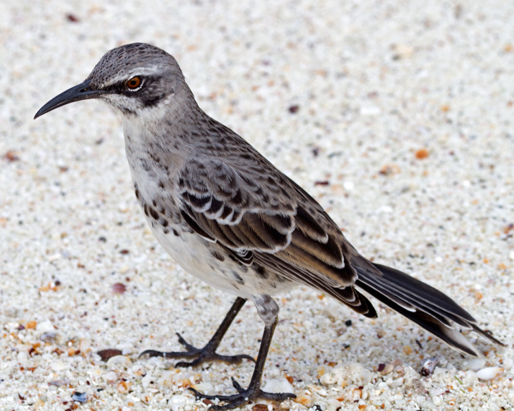 [Espanola (Hood) Mockingbird]