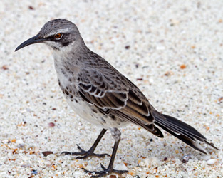 Espanola Mockingbird