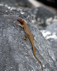 Espanola Lava Lizard